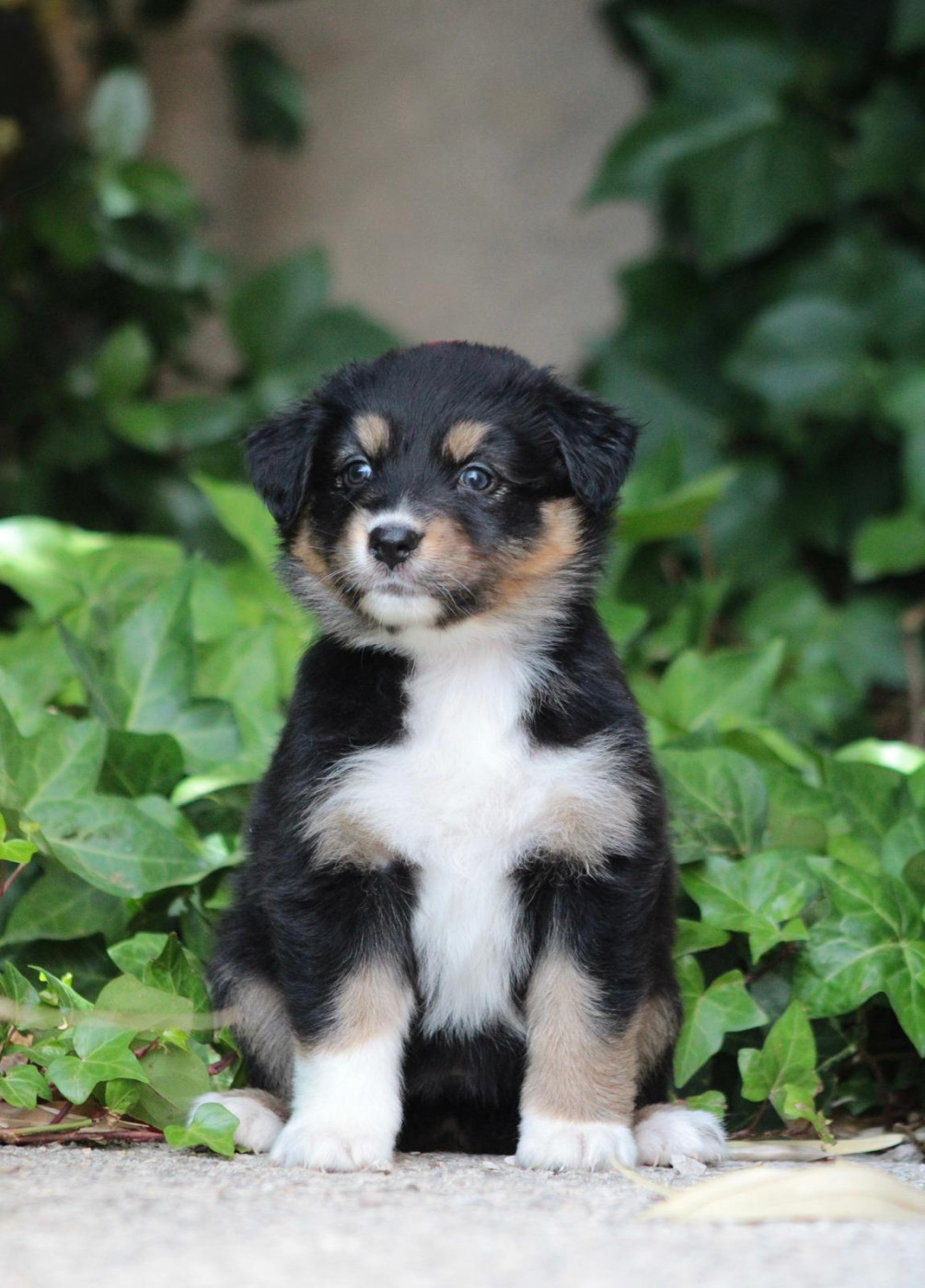 Laurence Doucet - Chiots disponibles - Berger Australien