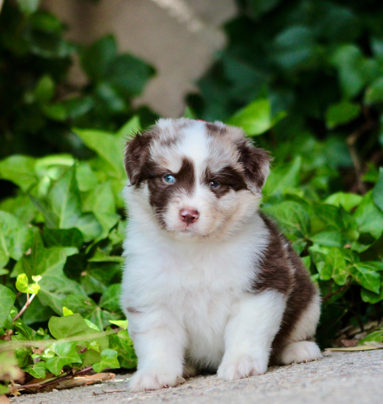 Laurence Doucet - Chiots disponibles - Berger Australien