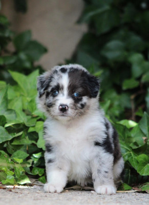 bandit